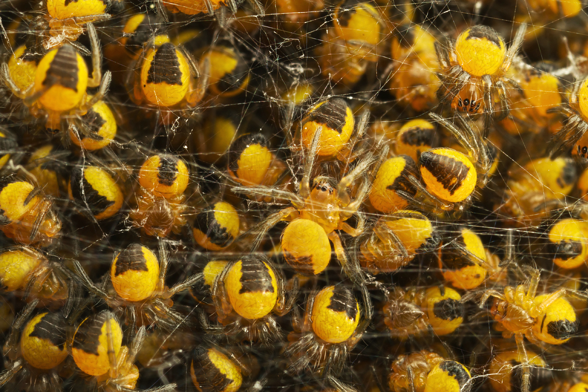 Garden Spiders - Araneus diadematus